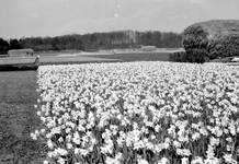 841483 Gezicht op een veld met bloeiende narcissen bij Lisse.